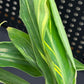 Variegated Shell Ginger Alpinia Zerumbet