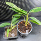 Variegated Shell Ginger Alpinia Zerumbet