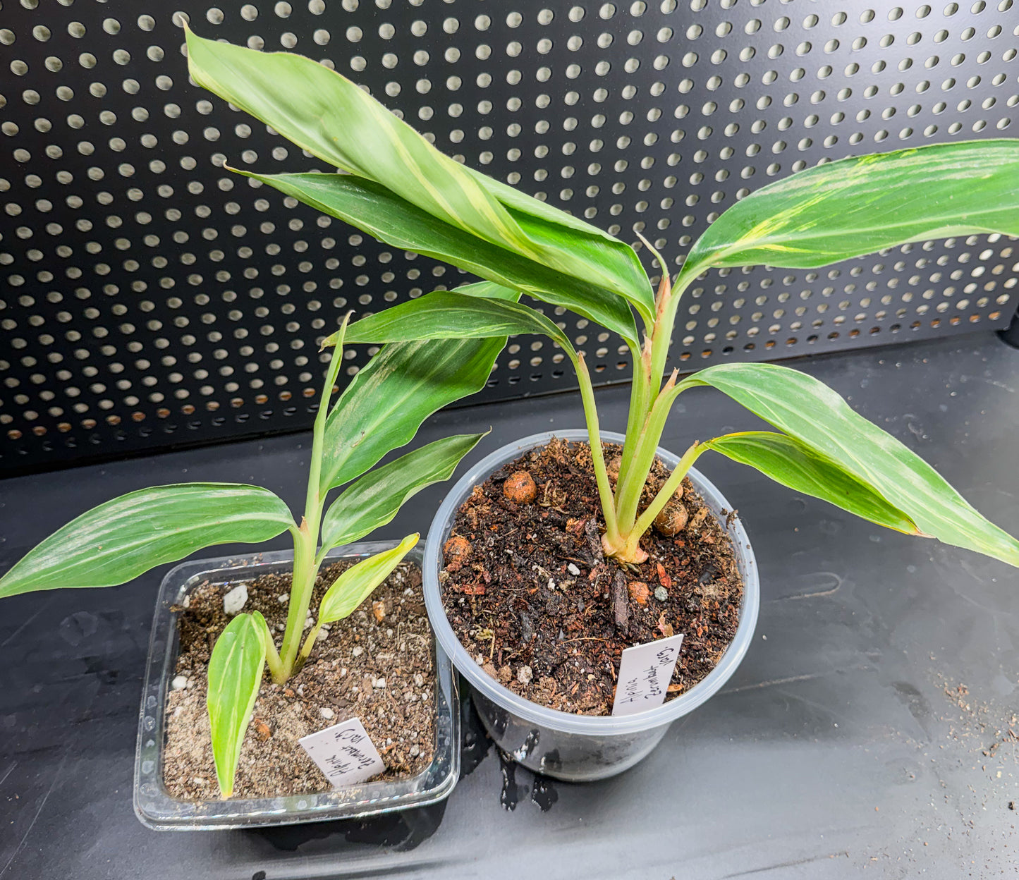 Variegated Shell Ginger Alpinia Zerumbet