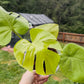 Monstera Deliciosa Lemon Lime