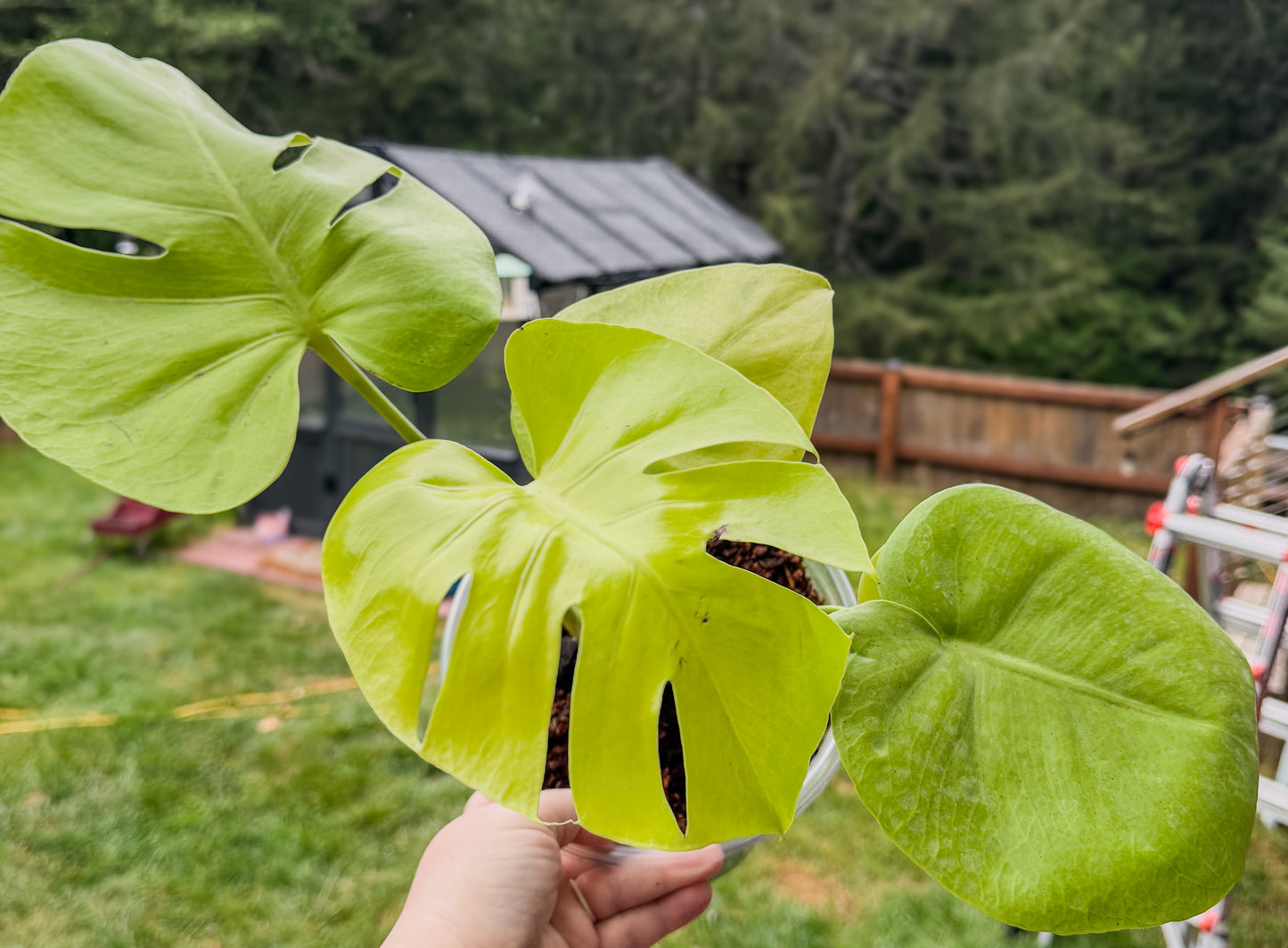 Monstera Deliciosa Lemon Lime
