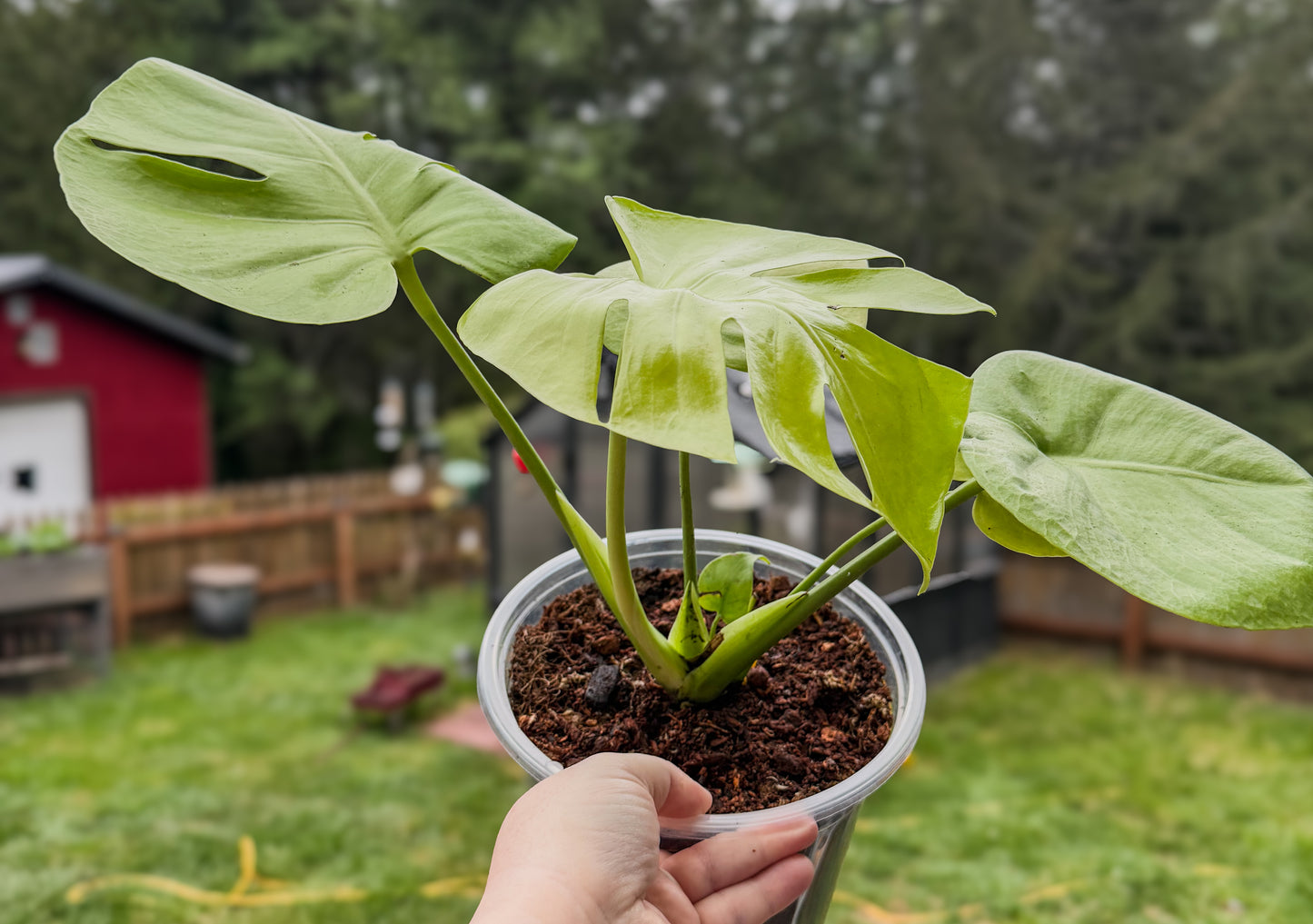 Monstera Deliciosa Lemon Lime