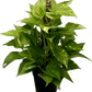 Epipremnum Aureum Golden Pothos