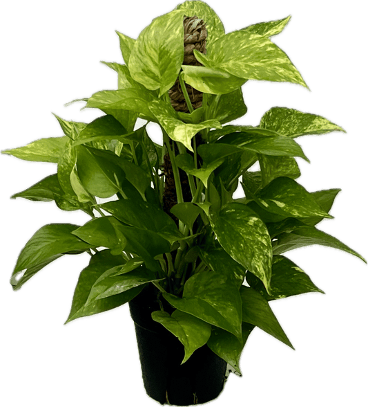Epipremnum Aureum Golden Pothos
