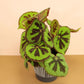 Begonia Masoniana Iron Cross