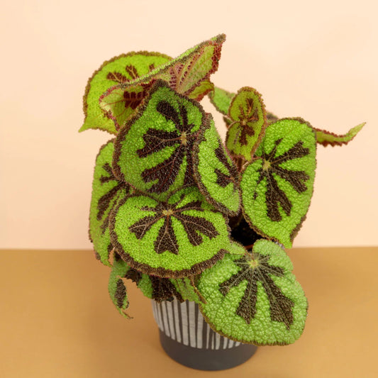 Begonia Masoniana Iron Cross