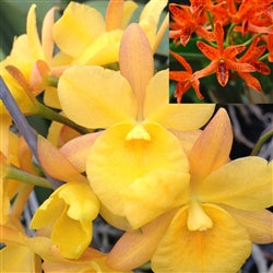 Ctt. Aurantiaca 'Orange Spots' x Ctna. Why Not 'Yellow' Orchid (REHAB)