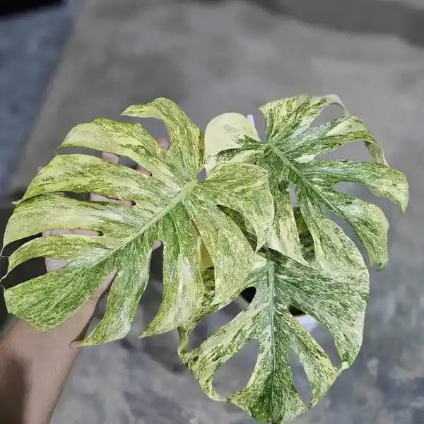 Monstera Deliciosa Legacy Variegated