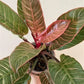 Philodendron Pink Birkin