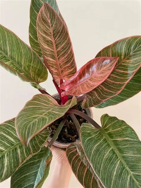 Philodendron Pink Birkin