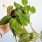 Philodendron Micans Velvet Leaf