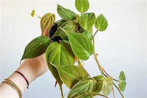 Philodendron Micans Velvet Leaf
