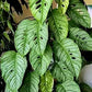 Monstera Siltepecana Silver