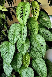 Monstera Siltepecana Silver