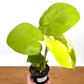 Monstera Lemon Lime Starter