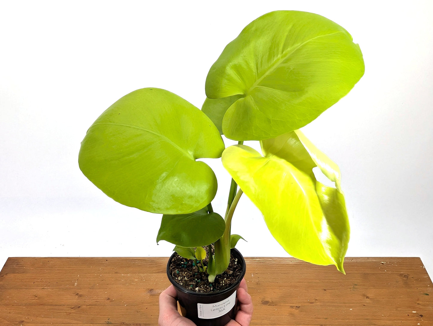Monstera Lemon Lime Starter