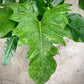 Golden Dragon Philodendron