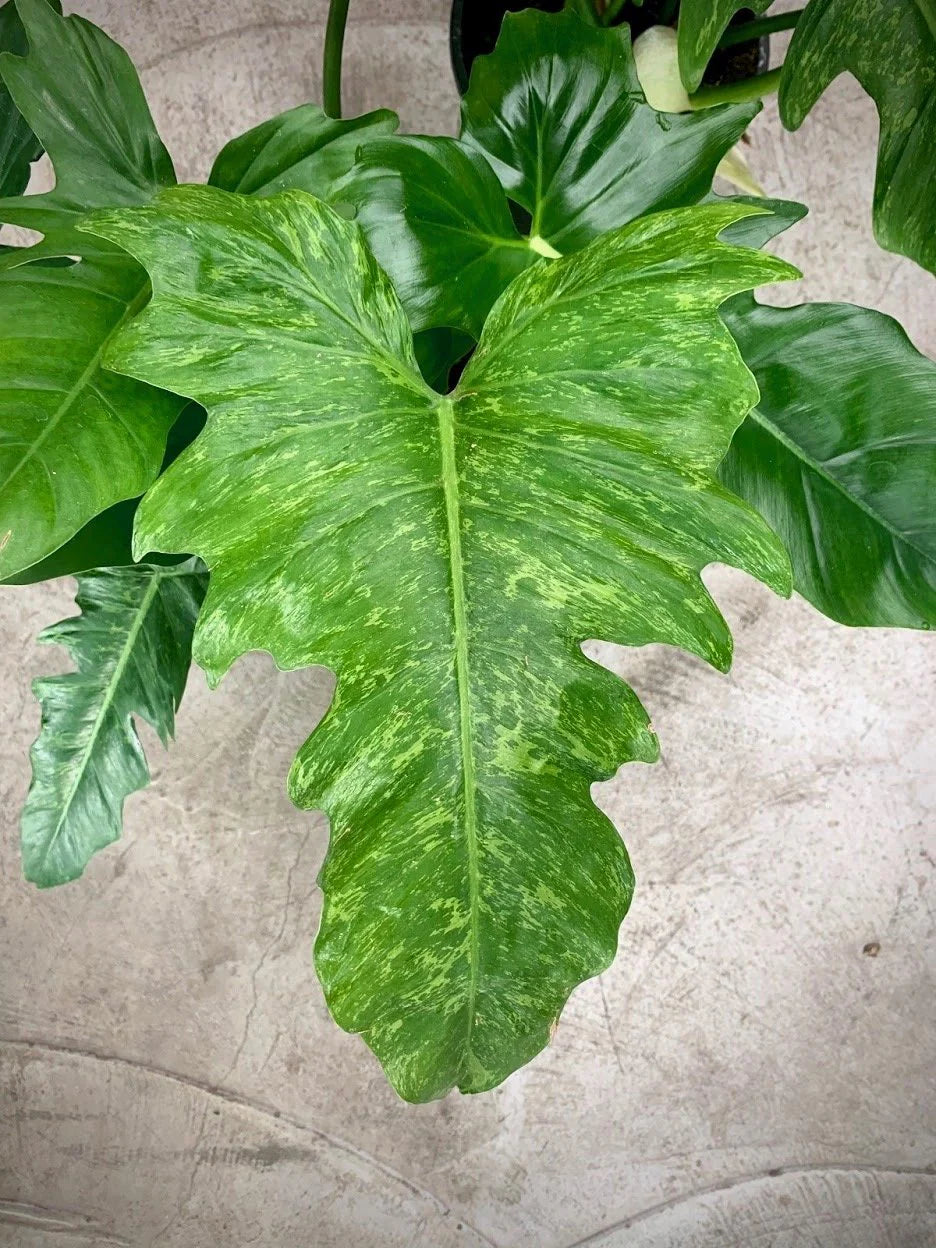 Golden Dragon Philodendron
