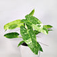 Philodendron Jose Buono