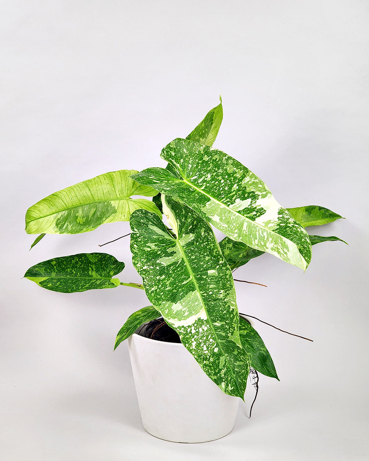Philodendron Jose Buono