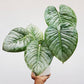 Philodendron Mamei Silver Cloud
