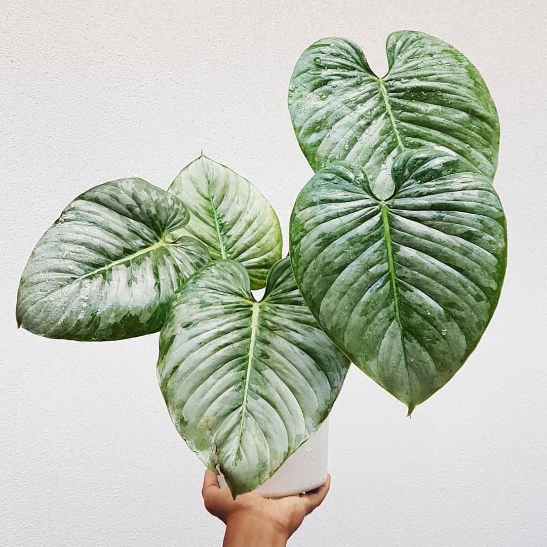 Philodendron Mamei Silver Cloud