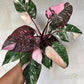 Philodendron Pink Princess Marble Starter