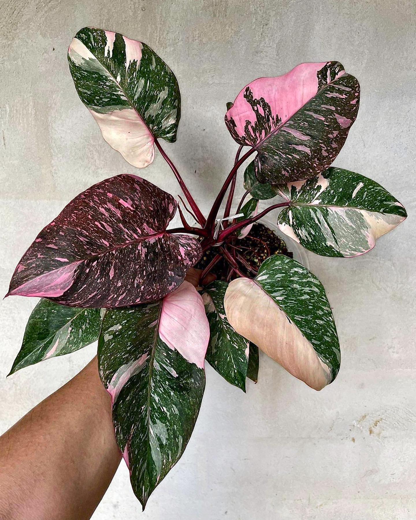 Philodendron Pink Princess Marble Starter