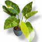 Philodendron Green Congo Nuclear