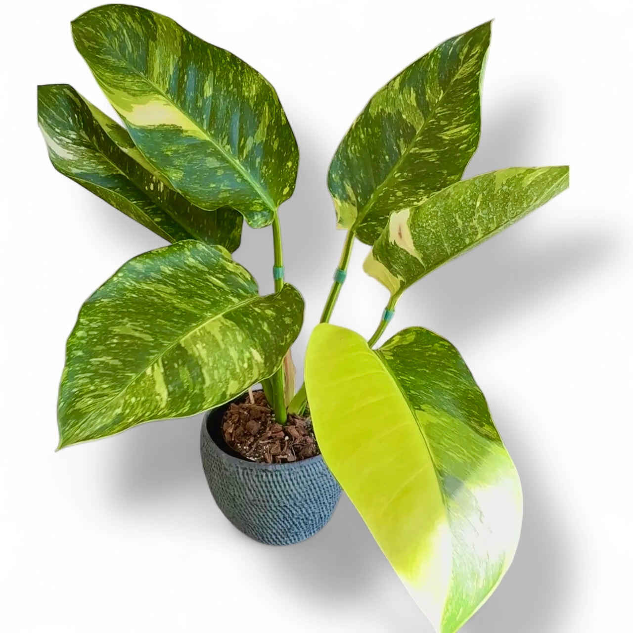 Philodendron Green Congo Nuclear