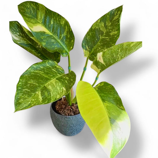 Philodendron Green Congo Nuclear