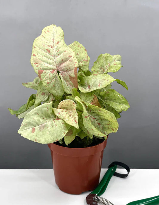 Syngonium Milk Confetti