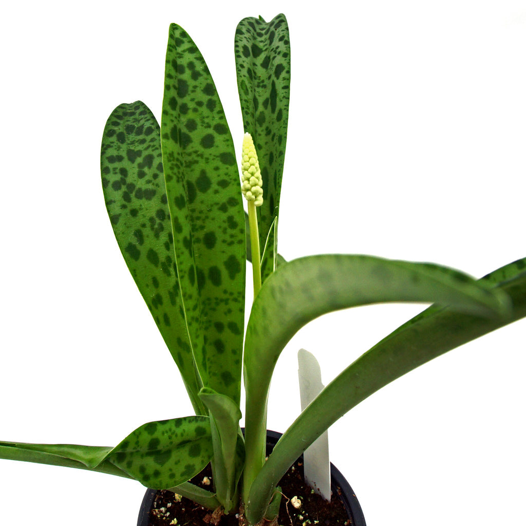 Drimiopsis Kirkii Plant Leopard Lily