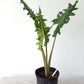 Alocasia Portei