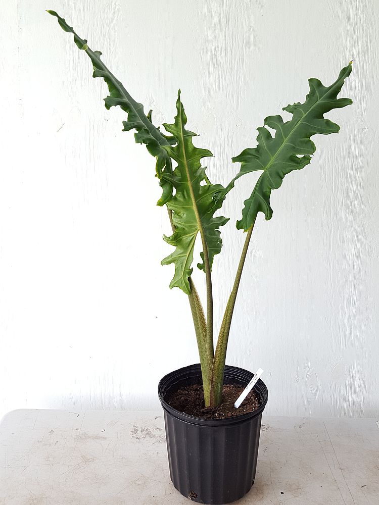 Alocasia Portei