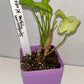 Syngonium Three Kings