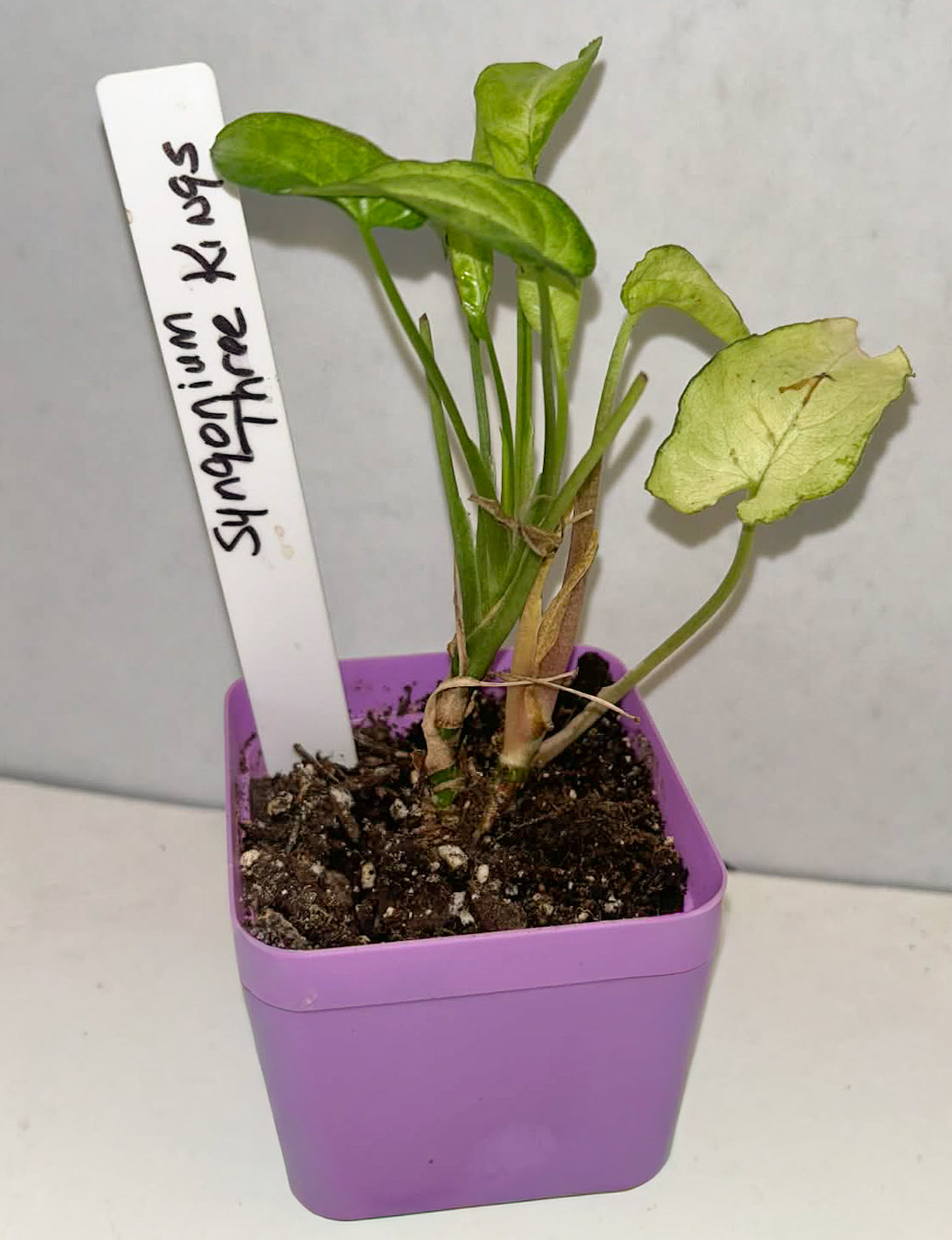 Syngonium Three Kings