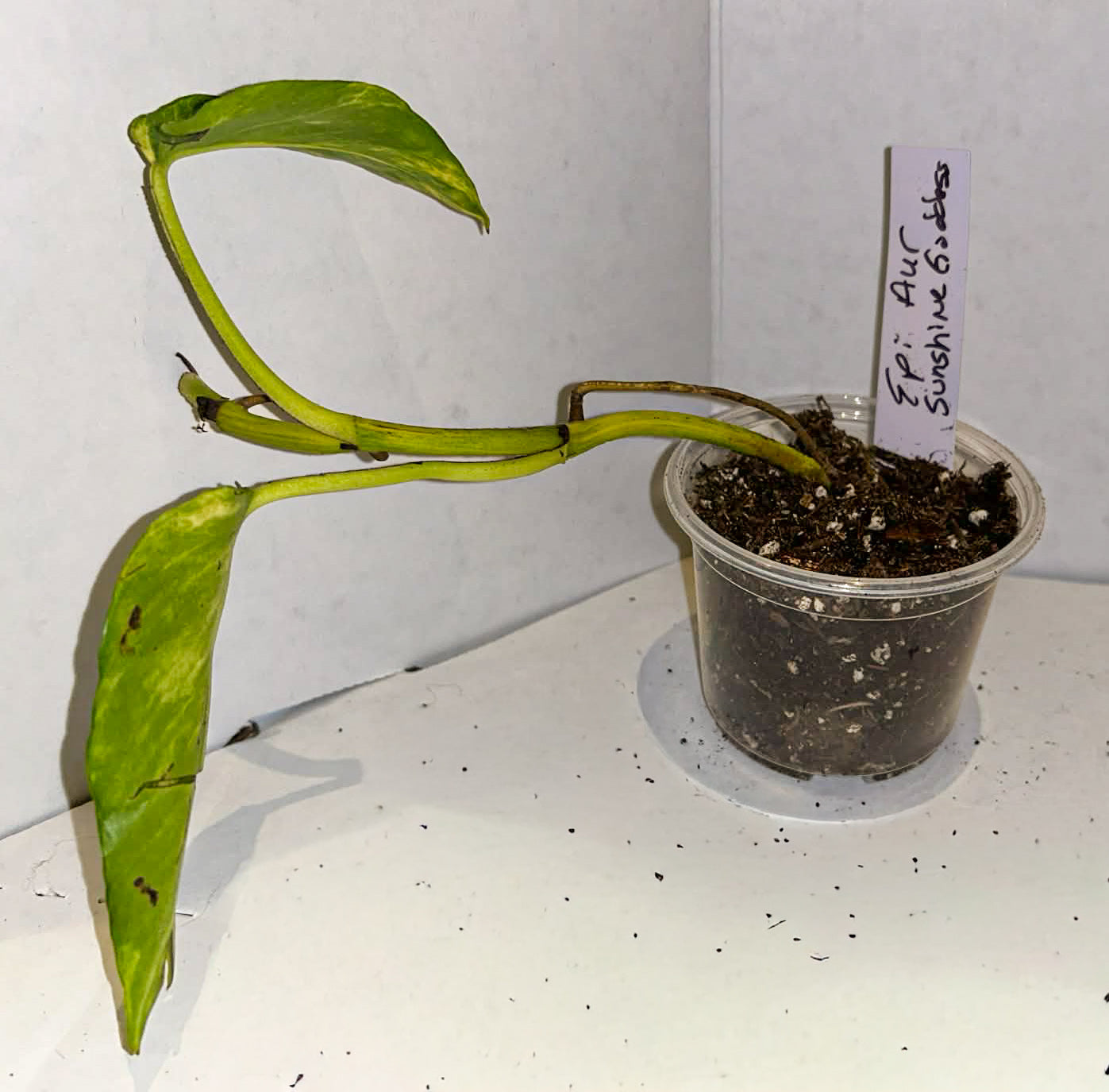 Epipremnum Aureum 'Sunshine Goddess’