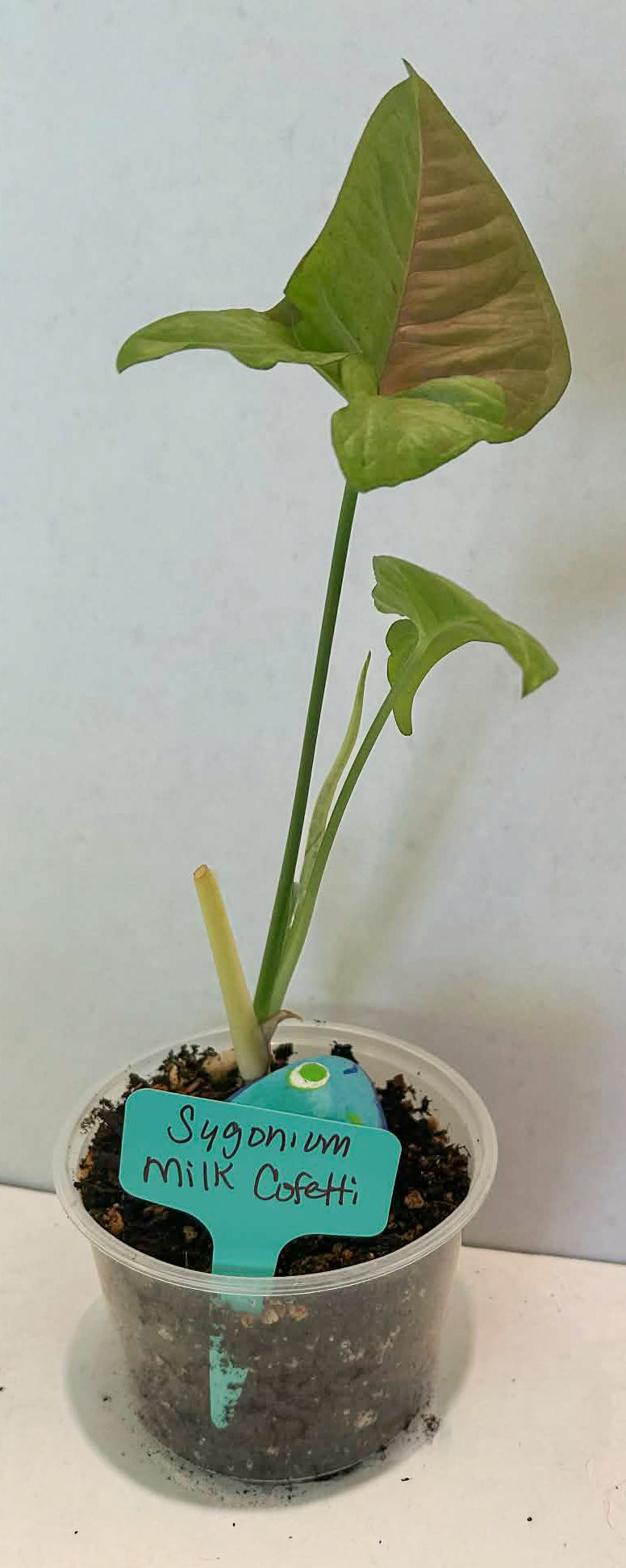 Syngonium Milk Confetti