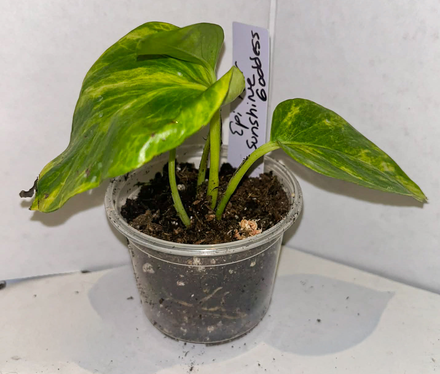 Epipremnum Aureum 'Sunshine Goddess’