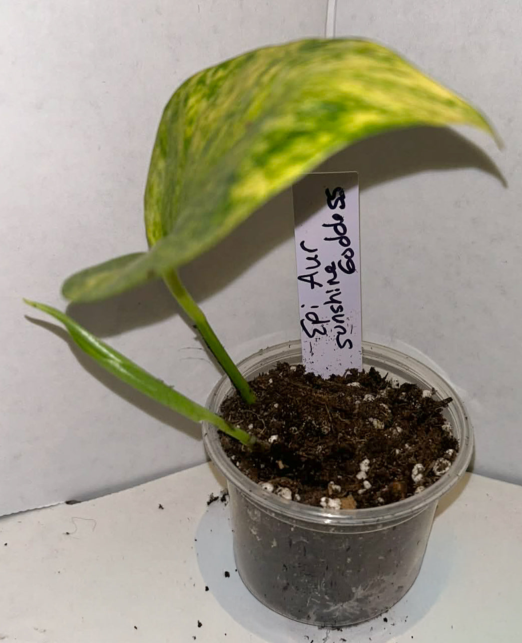 Epipremnum Aureum 'Sunshine Goddess’