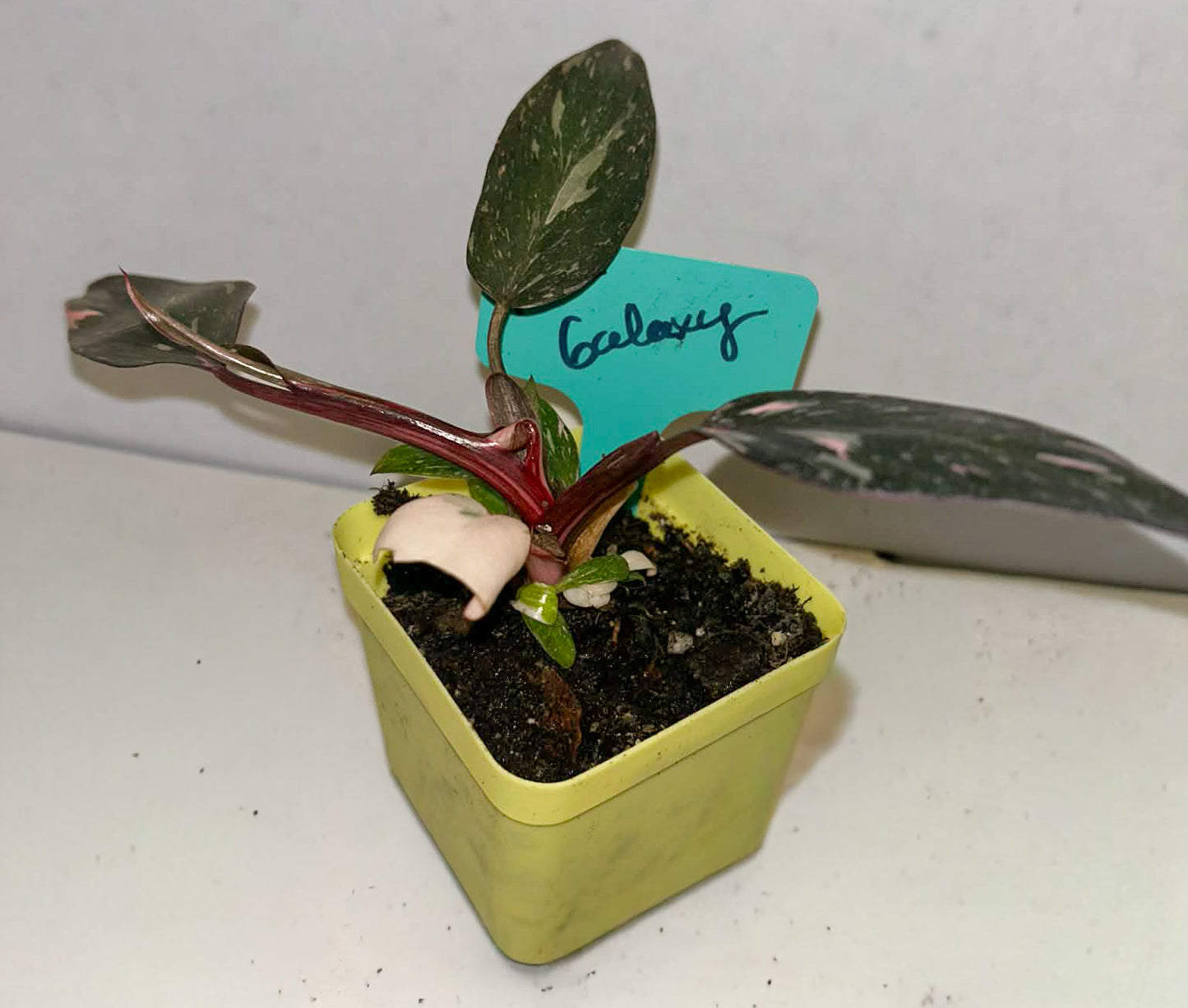 Galaxy Pink Princess Philodendron