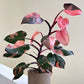 Philodendron Pink Princess