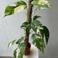 Epipremnum Pinnatum Albo Variegated