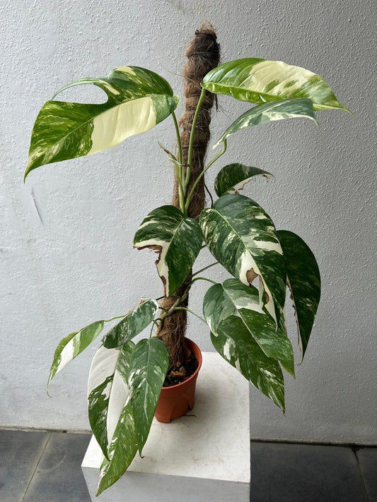 Epipremnum Pinnatum Albo Variegated