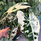 Alocasia Frydek Variegated