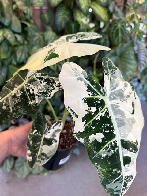 Alocasia Frydek Variegated