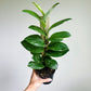 Scindapsus Trebuii Moonlight Speckled Variegated