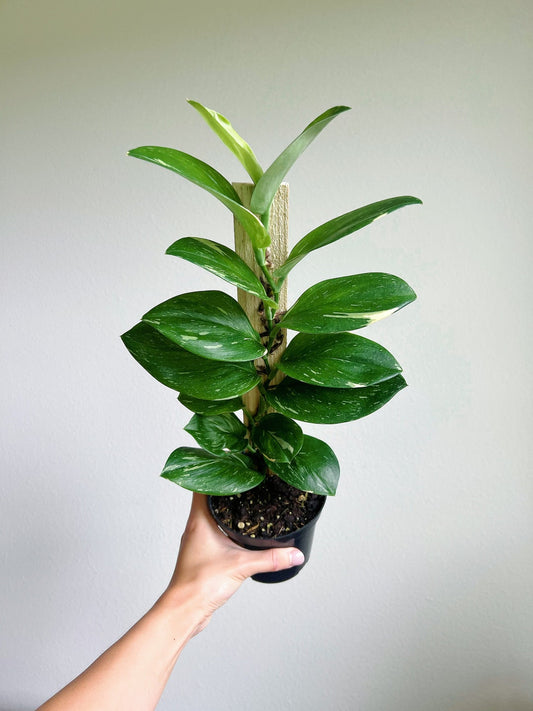 Scindapsus Trebuii Moonlight Speckled Variegated
