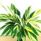 Variegated Shell Ginger Alpinia Zerumbet
